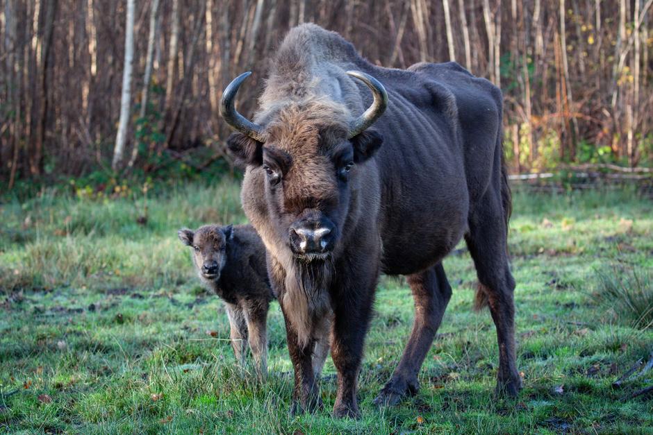 bison and bison calf in field